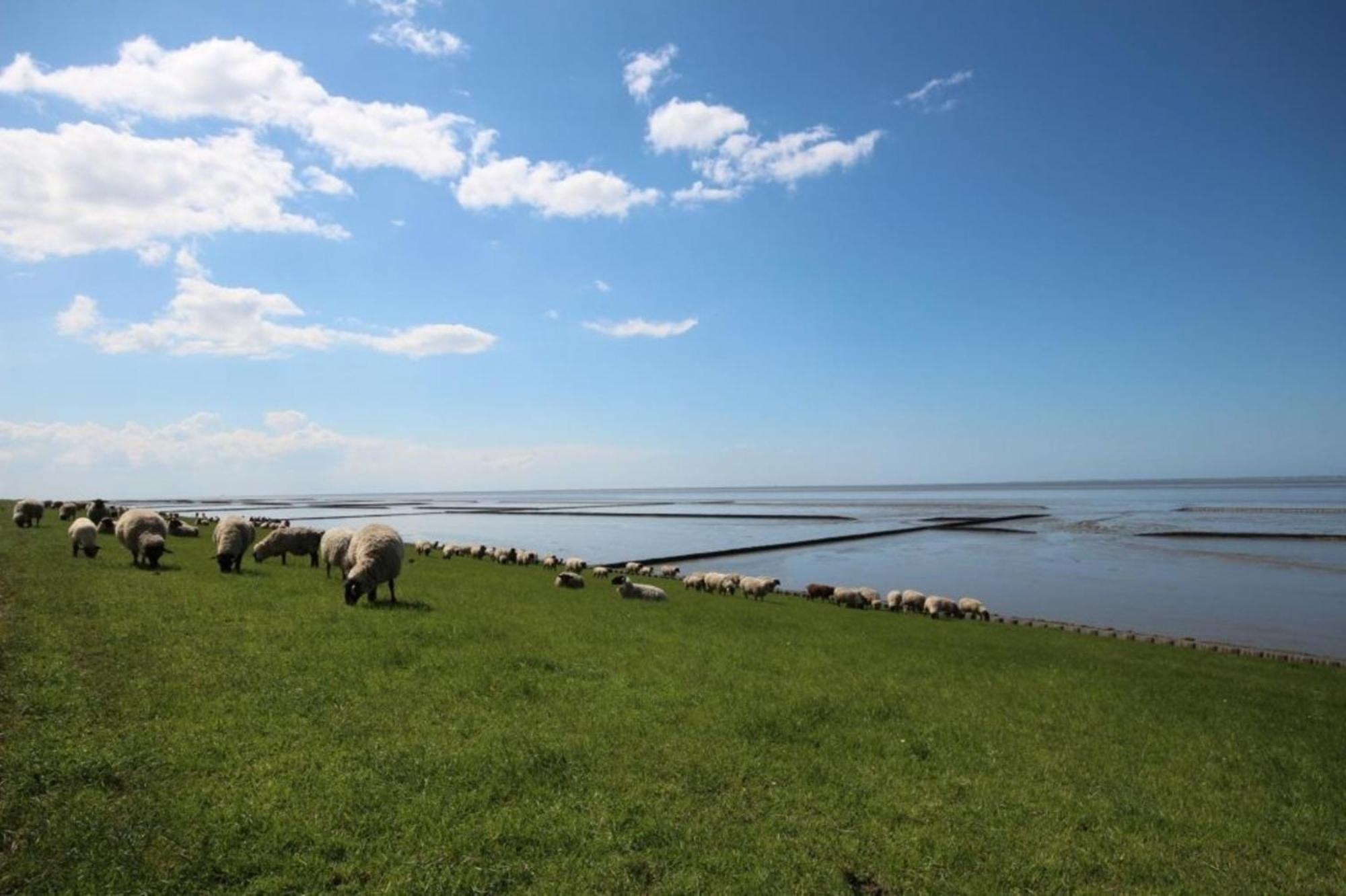 Kleine Nordseewelle Ohne Hund Norden Zewnętrze zdjęcie